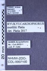 Etiketten zu Ryukyucardiophorus mertliki (Platia & Gudenzi, 1999) (NHMW-ZOO-COL-0007100)